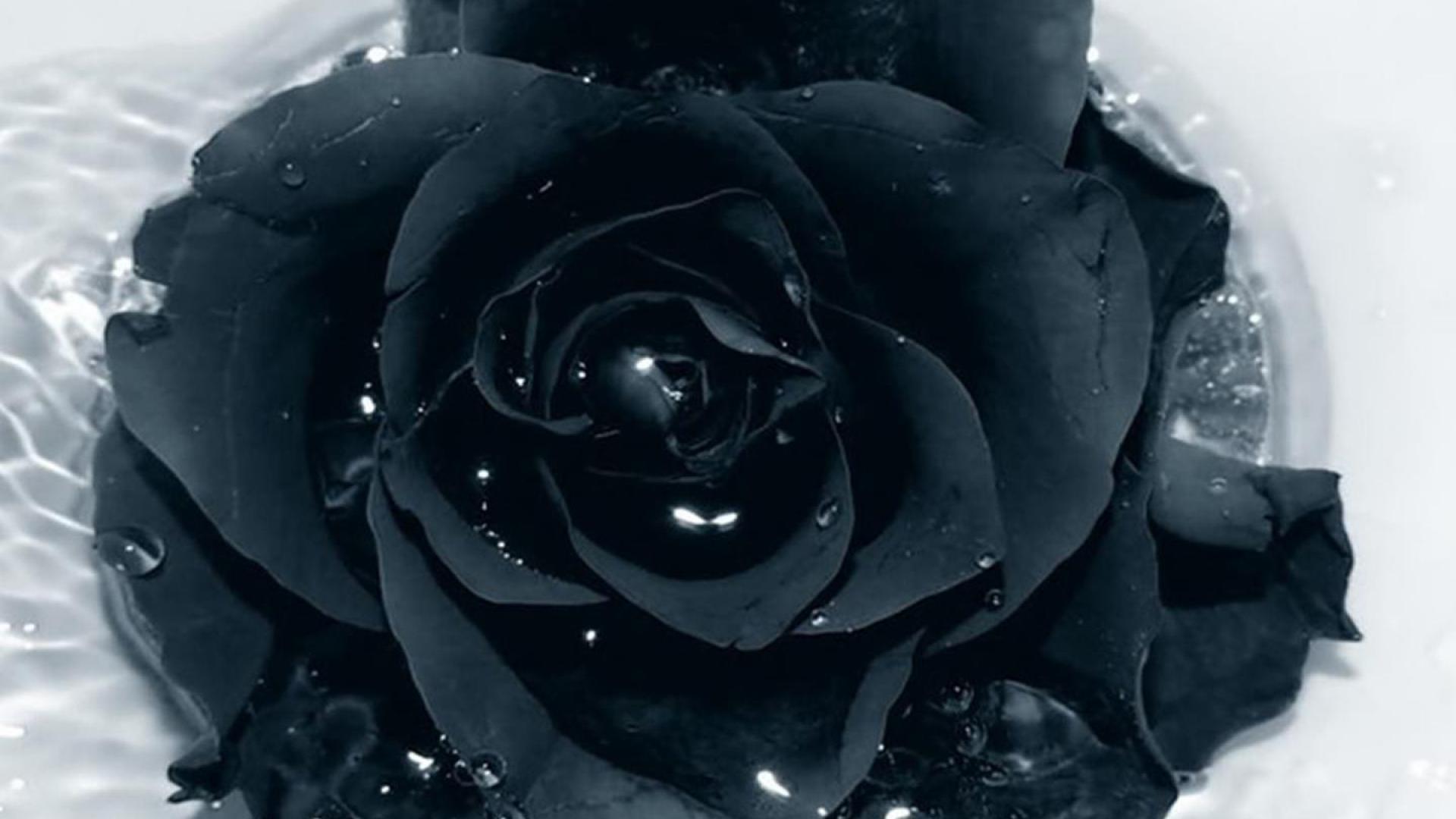 prompthunt: Beautiful black roses, the night color, the Milky Way, small  drops of water, dewdrops, all can feel the faithful and pure love, 8K,  high-definition, surreal