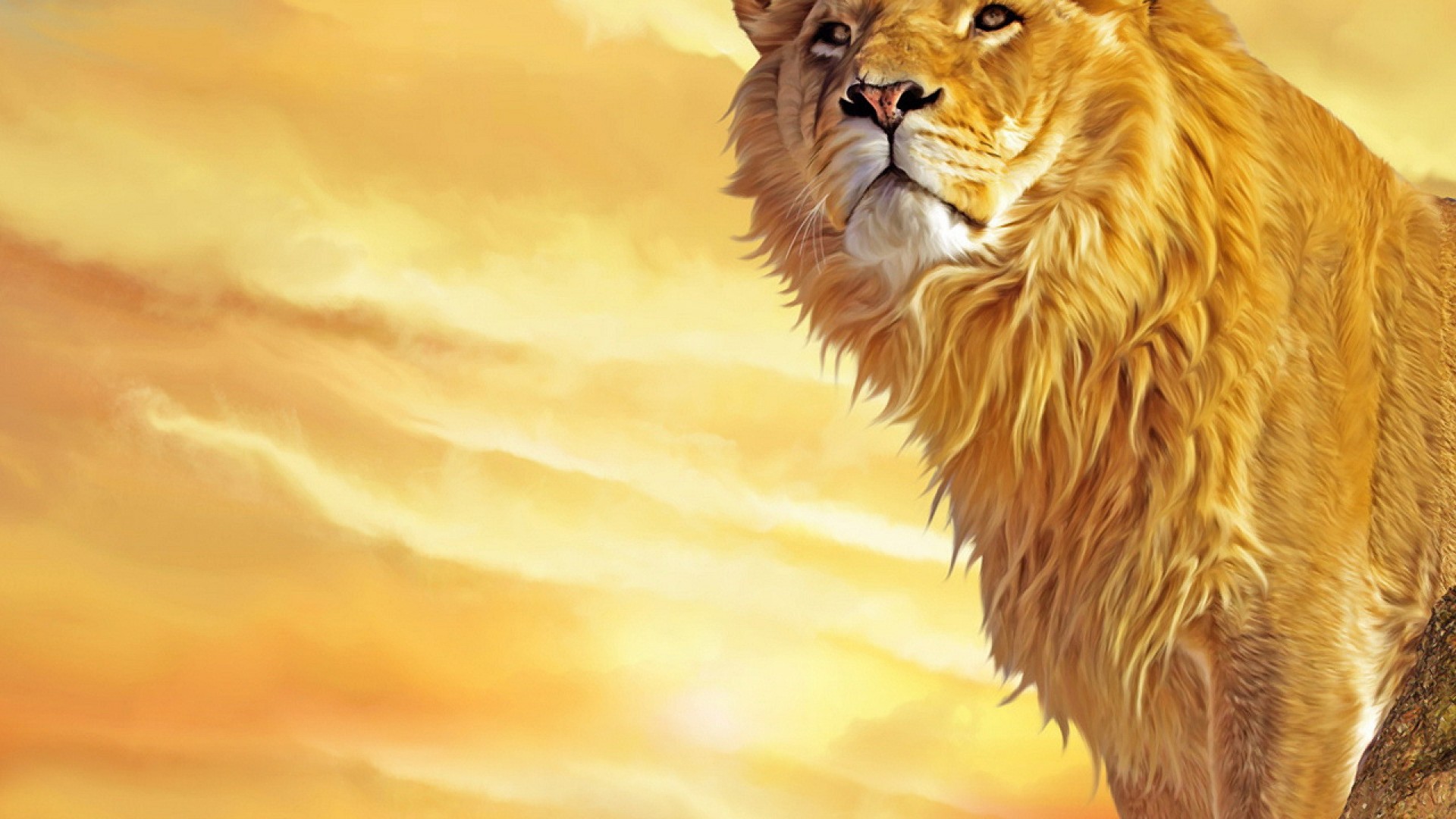 hd wallpapers of lion