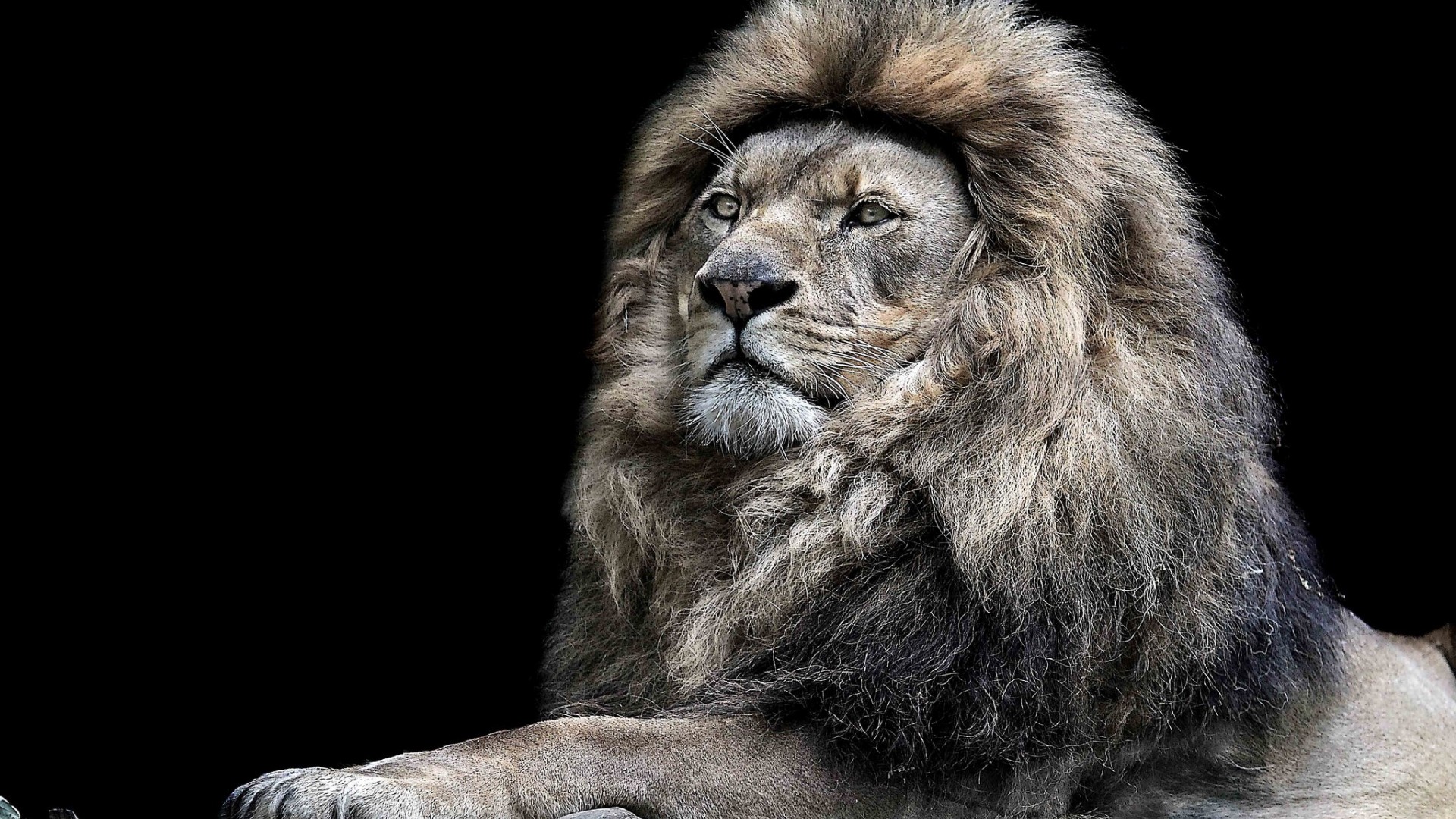 lion hd wallpapers 1920x1080