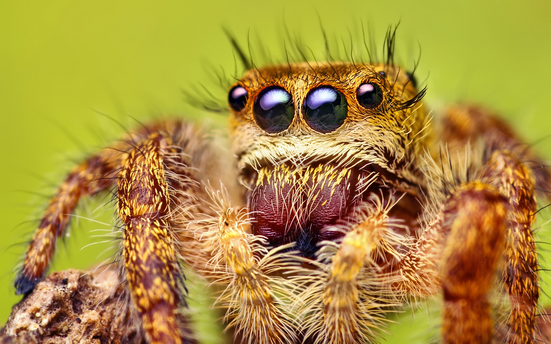 Spiders pictures. Паук скакун самец. Паук Тарантул глаза. Паук Тарантул под микроскопом. Паук скакунчик глаза.