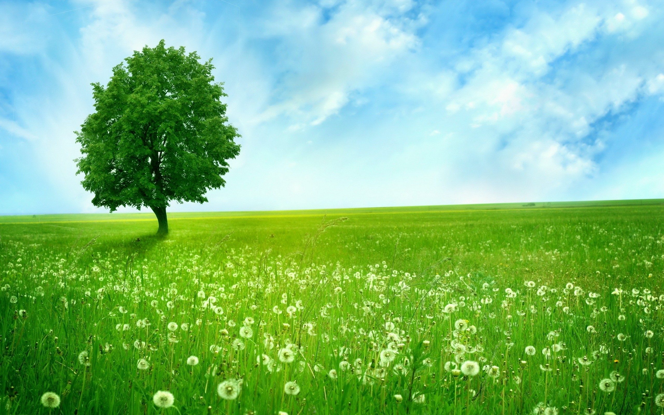 91+ Wallpaper For Pc Tree - MyWeb