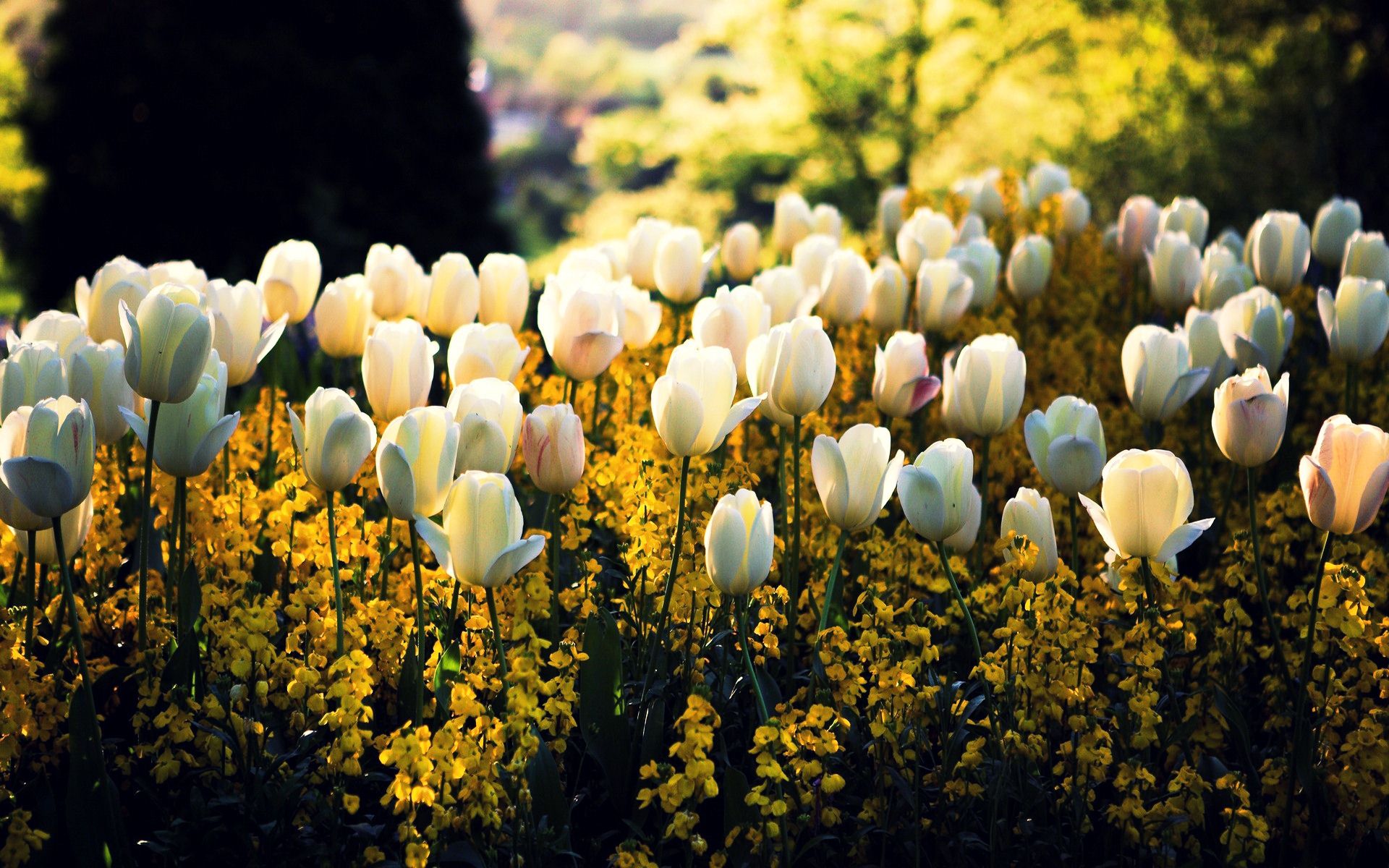 20 Perfect tulip desktop background You Can Get It free - Aesthetic Arena