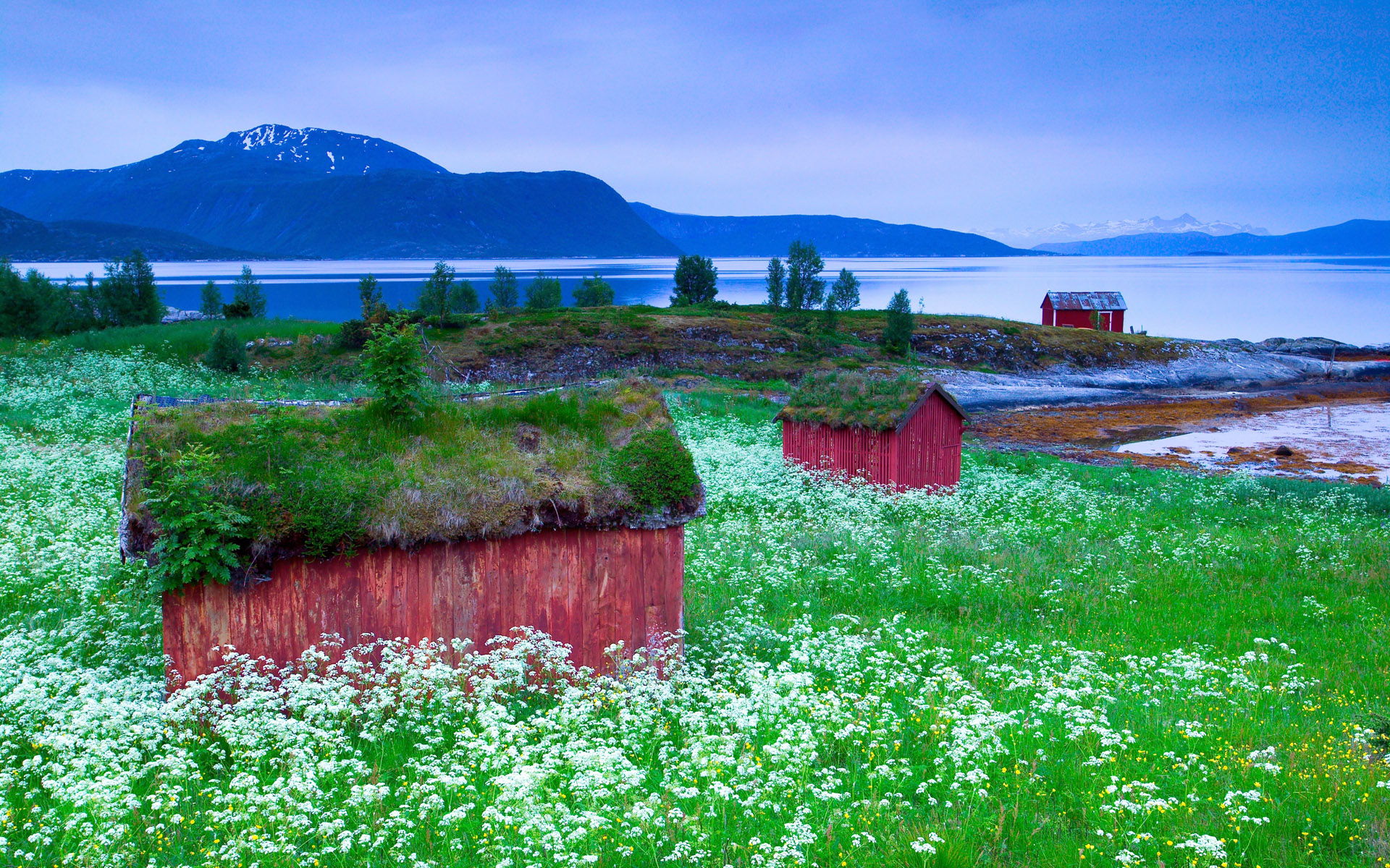 Трава на берегу озера. Луга городок Норвежская деревня. Цветы Скандинавии фьорды. Скандинавия природа. Пейзажи Норвегии.